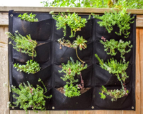 vertical garden
